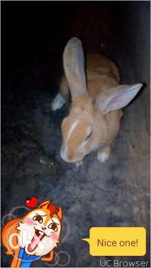 Brown rabbit for sale