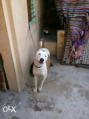 Bully and bullterrier mix 1year female dog