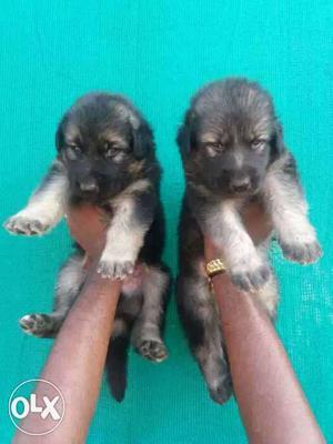Bush court Gsd puppies avaliable available for cell