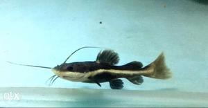 Cat Fish 5inches size pair for sale