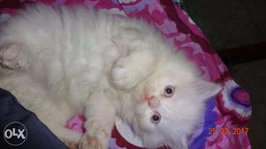 Cat Good quality Kitten available call now no. show in add