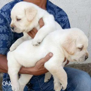 Champion lineage puppy available in Mumbai