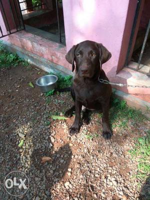 Chocalate color labrador 5Month dog male
