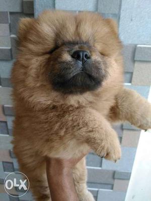 Chow chow female puppy available for sale in