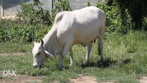Cow - Natta Rameswaram