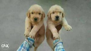 Cute and Active Golden Retiever pupps Available