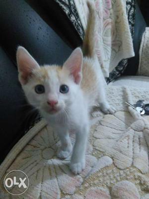 Cute little cat available. It is a male cat