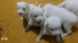 Cute pomorian puppies for sale 3 male 3 female
