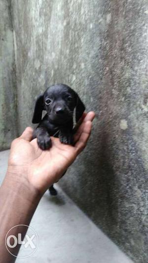 Dachshund puppies for sale female only available colours