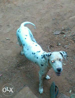 Dalmatian for sale age one and half years female