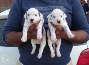 Dalmatian puppies available call geeta