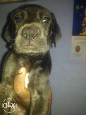 Dane Female pup only available