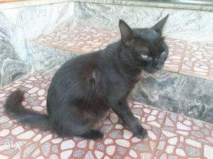 Dark black cat goot pet