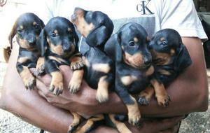 Dash dog puppys,one nd half month,2male.3 female