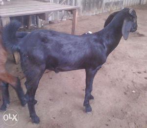 Devesh Goat Farm