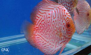 Discus fish