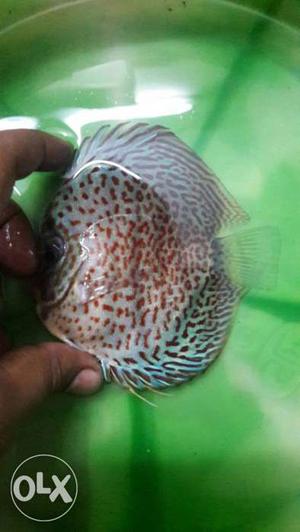 Discus fish for sell
