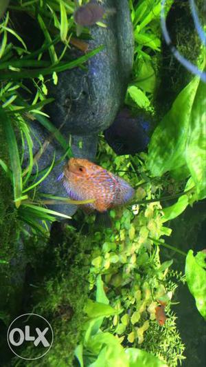 Discus for lovely home