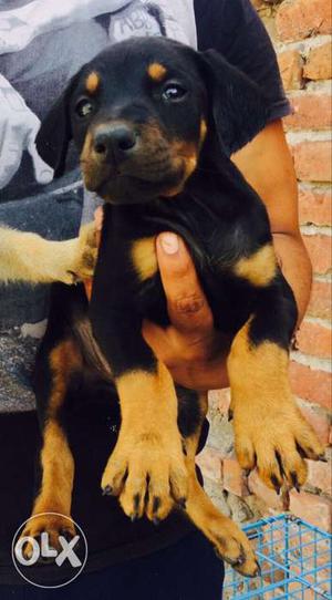 Doberman and all breeds pups sell...