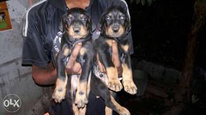Doberman black color puppies available