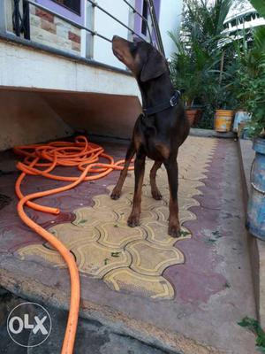 Doberman male available for matting first time