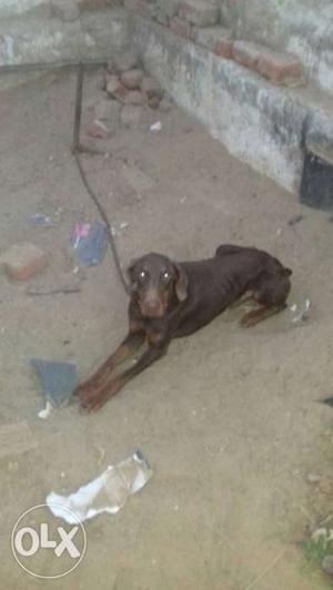 Doberman male dog only for mating not for sale