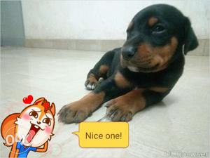 Doberman puppy's for sell (male RS  and