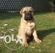 Dog kennel 786 =]BULL MASTIFF cutest thing you have come