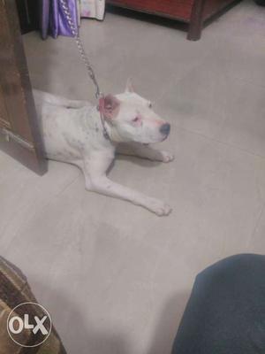 Dogo Argentino 5months cropped ears