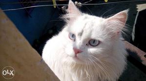 Doll face pure white persian cat only for mating