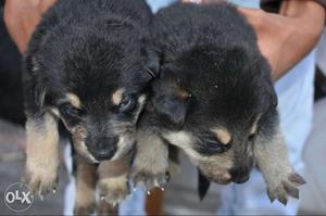 Double coat german shepherd pups for sale 2 female and 1