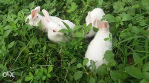 Each pair of Rabbits one male and one female or