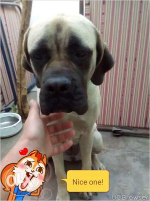 English Mastiff (Imported with papers) friendly