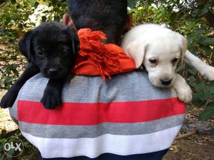 Excellent Labrador puppies available female