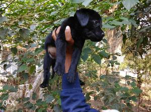 Excellent quality Labrador puppies available
