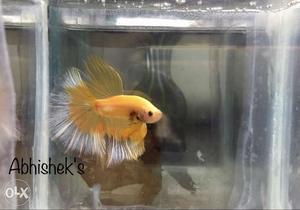 Exotic and imported betta at cheap price
