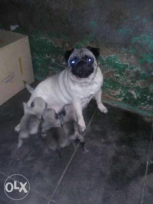 Fawn Pug Dog And Three Pnouppies