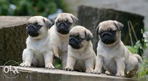 Fawn Pugs Puppies avable pure breed import quality home