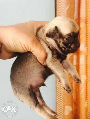Fawn color heavy bon pug puppies sel at singh