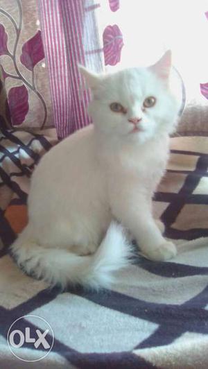 Femail Persian cat 4 month old