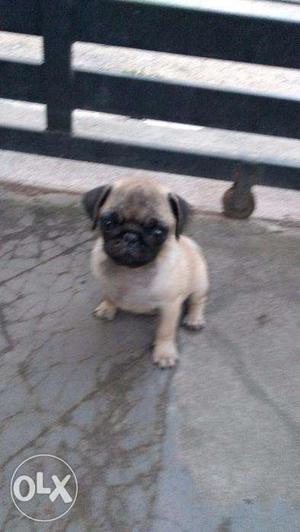 Female Fawn Pug With KCI