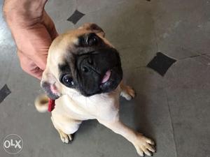 Female Pug for sell Very good quality 3 months old