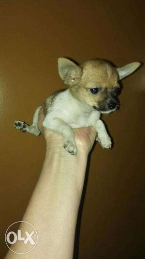 Female chihuhua available in low price 17k only.