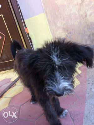Female puppy 4months old no bargening