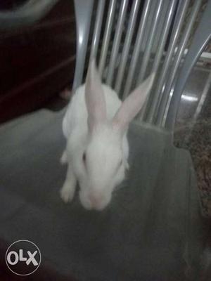 Female rabbit