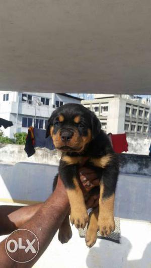 Female rottwheller puppy good quality 35 days old