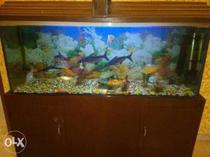 Fish Aquarium with all equipments and 18 fishes