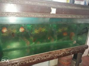 Fish tank for sale not fish