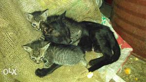 Five Gray And Black Tabby Cats