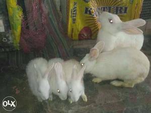 Five White Rabbits